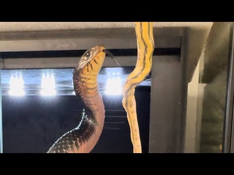 Snake Eats Dead Snake Like Spaghetti !