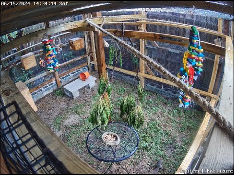 Live [03-06-2025] - Squirrel Enclosure