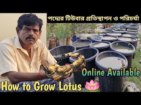 পদ্মের টিউবার প্রতিস্থাপন ও পরিচর্যা/How to Grow Lotus