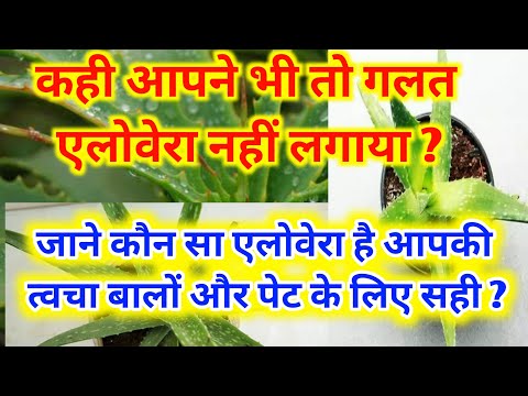 कहीं आप भी तो गलत एलोवेरा का इस्तेमाल नहीं करते | Most Benificial Variety Of Aloe Veera For Skin |