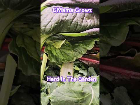 #harvest #hydroponicgardening #indoorplants