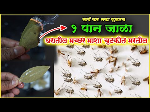 हे 1 पान घरात जाळा मच्छर,माशा,चिलटे,चुटकीत गायब होतील mosquito reflector leaves