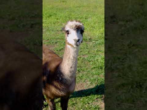 Luxury Farm Living at Neff Estate, Bend, Oregon | 22122 NE Neff Road, Bend, OR Real Estate