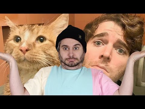 Shane Dawson Did WHAT With His Cat?!