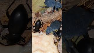 Iron Clad Blues and Darkling Desert Stink Beetles."My boys need all the protein they can eat!"