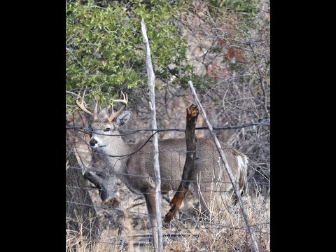 Wildlife camera at water tank in Chiricahua Mountains south east Arizona Cochise Co Live streaming