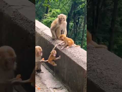 monkey playing with monkey #short#shorts