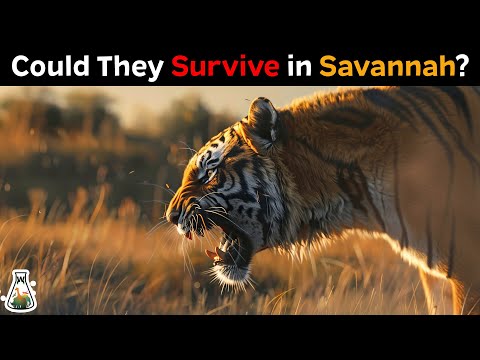 What If Tigers Were Introduced Into The African Savannah?