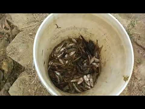 ♤¥♤¥♤《L○cal mach dhora》Villager's Fish 🐟 & Snails 🐌 catching or Distribution ........|☆|☆|☆