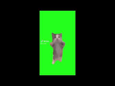 ハッピー猫（１５分耐久）