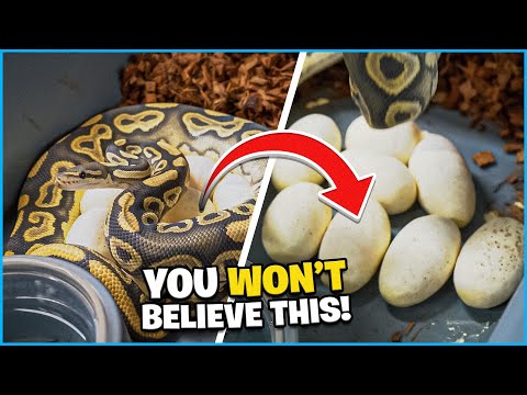 Is This Wrong ? Update We Been Waiting For ! 900 Gram Snake Lays Huge Clutch!