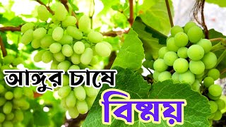 বাংলাদেশে এখন বানিজ্যিক ভাবে বিভিন্ন জেলায় মিষ্টি আঙ্গুর চাষ হচ্ছে ।Raaz Agro