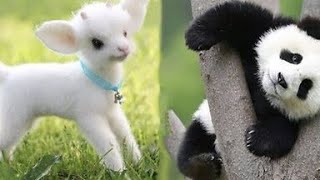 Top cute animals in the world ||cute baby animals compilation ||Funny and cute moment of the animals