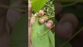 bay leaf तेज पत्ता का पौधा #hindi