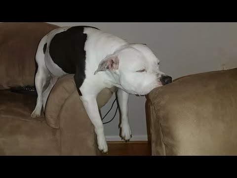 Dogs being their weird and funny selves! 🤣🐶 Funny Dog Videos 2025