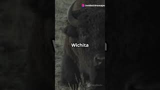 Wichita Mountains Hold a BIG Secret About Bison!