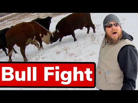 Herding Cows on Mules and Doctoring Sick Cow | Vlog #17