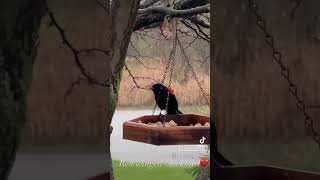 #redwingedblackbird ❤️☔️#birdlovers #backyardbirds #birdsofohio #nuts_about_birds