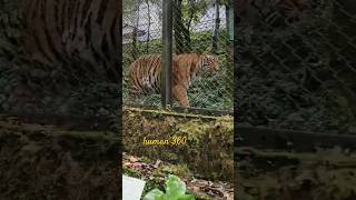 DARJEELING ZOO | Padmaja Naidu Himalayan Zoological Park #darjeeling #darjeeling_tour #ytshorts