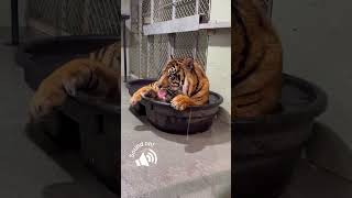 Tiger Bath Time - CreatureCops