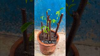 How to grow Custard Apple/ Sugar Apple tree from cutting |#shorts #youtubeshorts #shortsvideo