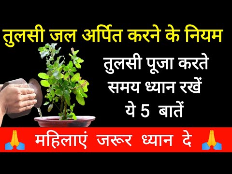 तुलसी पूजा करते समय महिलाएं ध्यान रखें यह बातें  | Tulsi Puja Krte samay Dhyan Rakhe