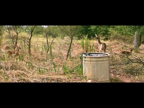 White tail doe at water tank July 11 2024