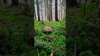 Golden mushroom in the happy forest #nature #relax #forest #naturelover #forestlover #positivelife