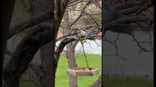 Blue Jay🌞💙# #birdlovers #birdwatching #birds #backyardbirds #birdsofohio #nuts_about_birds