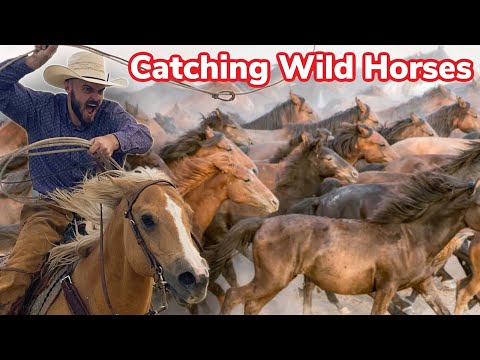 Gathering Feral Horses On the Navajo Nation!