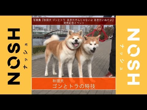 秋田犬ゴンとトラ、可愛い＆賢い特技を披露♡