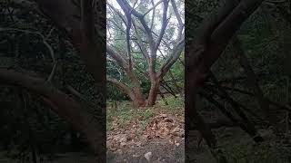 120 years old tree in tirumala Alipiri way #alipirimetlumaargam #tirumala #tirupati #alipiristeps