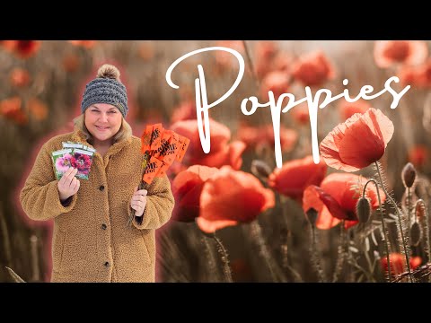 How to Grow Poppies from Seed & 4 Mistakes to Avoid for Success