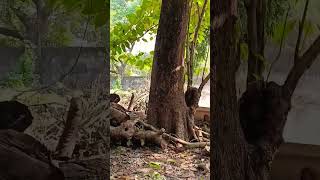 Squirrel Of Rabindra Sarobar Lake 🥰 #shorts #short  #viralshorts #shortvideo #viral #dhakurialake