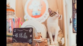 What's It Like In A Cat Cafe || #VentureMood With Holimood