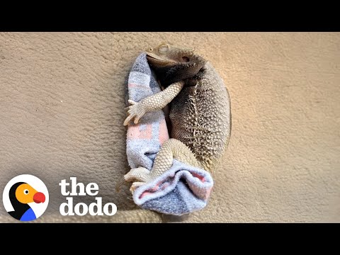 Bearded Dragon's One True Love Is A Specific Sock | The Dodo