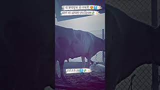 आले ना आपलेपण दिवस 😍💸🔝✌🏻||दुध उत्पादक स्टेटस||#trending #cow #milk #subscribe #dairy #viral #shorts