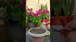 Watch how to propagate Bougainvillea plant in just 10 days. #propagate #bougainvillea #flowerlovers