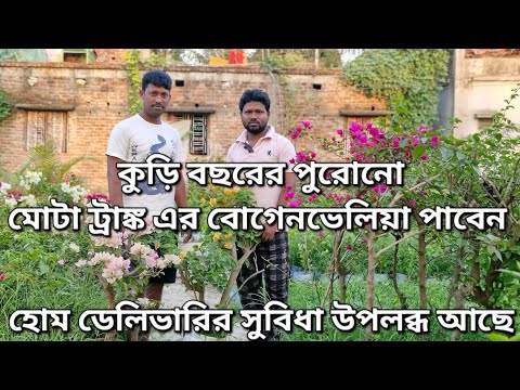 কুড়ি বছরের পুরোনো মোটা ট্রাঙ্ক এর বোগেনভেলিয়া পাবেন|Thick trunk mature #bougainvillea plant|