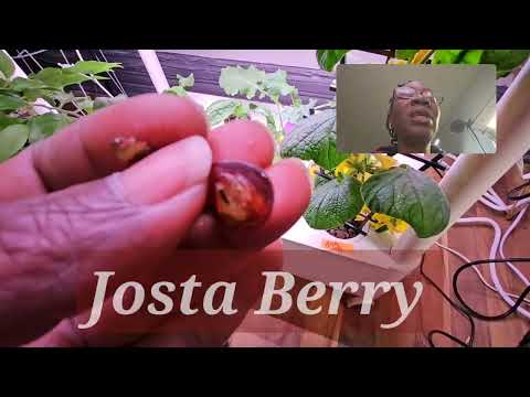 Tasting my first Josta Berries #shorts #gmgvlog