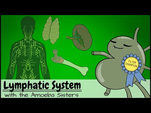 Lymphatic System