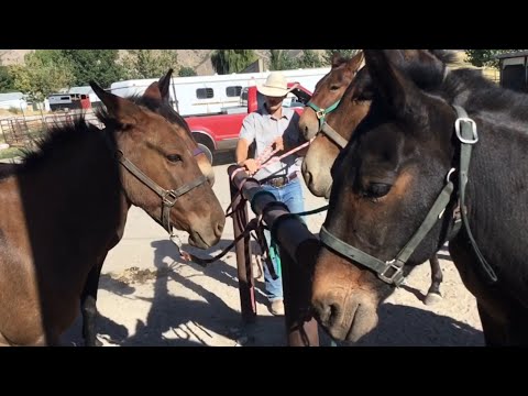 A Days work- Getting Mules Ready to Ride Extreme