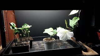 How to Grow Moonflower Indoors