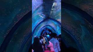 Underwater tunnel aquarium in Raipur | Underwater fish tunnel