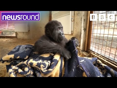 Sniffer Dogs, Rescued Gorillas, and Turtle Rehab | Newsround