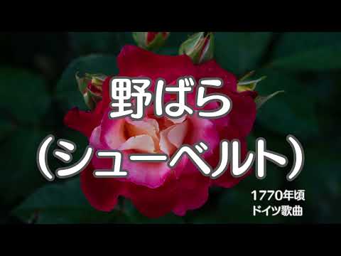 シューベルト の 野ばら　野薔薇