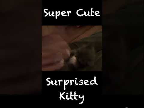 Super Cute Surprised Kitty #Super #Cute #Kitty #Surprised