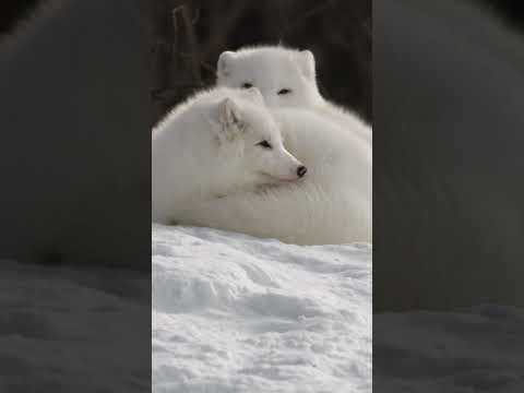 ❄️ Arctic Foxes Use Their Tails as Blankets! 🦊🛌 #arcticfox #wildlife