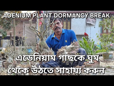 এডেনিয়াম গাছকে ঘুম থেকে জাগিয়ে তুলুন /Adenium plant dormancy break! #adeniumcare