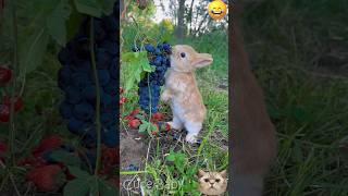 Bunny Paradise - Meet Our Tiny Friends 🌸